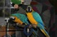 Mano domesticado guacamayo azul y oro con jaula