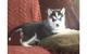 Perrito husky siberiano
