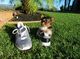 Perritos lindos y adorables teacup yorkie terrier mini