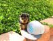 Perritos lindos y adorables Teacup Yorkie Terrier MINI - Foto 10