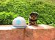 Perritos lindos y adorables Teacup Yorkie Terrier MINI - Foto 11