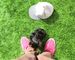 Perritos lindos y adorables Teacup Yorkie Terrier MINI - Foto 13