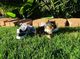 Perritos lindos y adorables Teacup Yorkie Terrier MINI - Foto 3