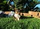 Perritos lindos y adorables Teacup Yorkie Terrier MINI - Foto 4