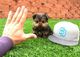 Perritos lindos y adorables Teacup Yorkie Terrier MINI - Foto 5