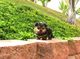Perritos lindos y adorables Teacup Yorkie Terrier MINI - Foto 7
