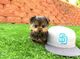 Perritos lindos y adorables Teacup Yorkie Terrier MINI - Foto 8