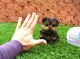 Perritos lindos y adorables Teacup Yorkie Terrier MINI - Foto 9