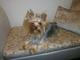 Precioso yorkshire terrier con pedegree para montas - Foto 1