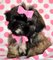 Shih tzu en madrid. financiamos