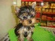 Tenemos 2 cachorros teacup yorkie