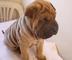 Venta de lindos cachorros Shar pei - Foto 1