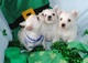 West highland terrier cachorros - Foto 1
