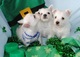 West highland terrier cachorros