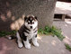 Bueno Puppies Mannered husky siberiano - Foto 1