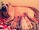 Buscamos dueños para cachorros shar pei - Foto 1