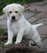 Cachorros Labrador Retriever - Foto 1