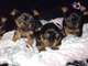 Cachorros Yorkshire Terriers disponibles - Foto 1