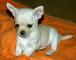 Chihuahuas de calidad