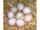 Huevos fértiles de guacamayos, cacatúas y periquitos de arco iris - Foto 1