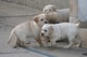 Lindo Labrador Retriever Puppy Querer un nuevo hogar - Foto 1