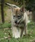 Los cachorros de pura raza Lobo disponibles - Foto 1