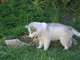 Ojos azules super cachorros husky siberiano por bellas casas - Foto 1