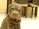 Preciosa camada shar pei