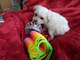 Regalo Cachorritos de bichon maltes‏ - Foto 1