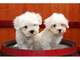 Regalo cachorros de pura raza tenemos bichon maltes