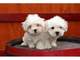 Regalo Excelente camada de Bichon Maltes‏ - Foto 1