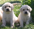 Sparkle y fred - labrador retriever cachorros