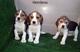 Beagles preciosa camada disponible. machos y hembras tricolores
