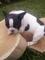 Bulldog frances pedigree - Foto 1