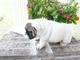 Bulldog Ingles Variedad de Cachorros Preciosos - Foto 2