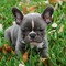 Buscas cachorro de Bulldog Frances? - Foto 1