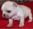 Camada de bulldog frances vacas y maroon