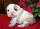 Dos Preciosa camada bulldog ingles - Foto 1