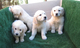 Goldens Retrievers del criadero Decasla preciosos cachorros - Foto 1