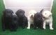 Labradores cachorros impresionantes de varios colores - Foto 1