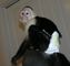 Monos capuchinos masculinos y femeninos para la venta