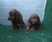 Setters irlandeses autenticos cachorros con pedigri - Foto 1