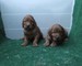 Setters irlandeses autenticos cachorros con pedigri de color rojo