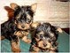 Adorable yorkshire terrier puppies for adoption