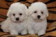 Affectionate Maltese Puppies Available - Foto 1