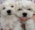 Bichon maltes 1111000