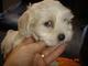 Bichon maltes00000076545 - Foto 1