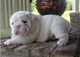 Bulldog ingles macho y hembre