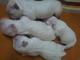 Cachorros bichon maltes ..