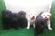Cachorros de Labrador Dorados, Negros y Chocolate - Foto 1